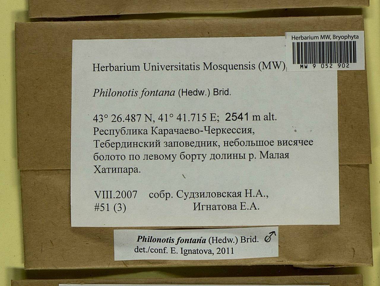 Philonotis fontana (Hedw.) Brid., Bryophytes, Bryophytes - North Caucasus & Ciscaucasia (B12) (Russia)