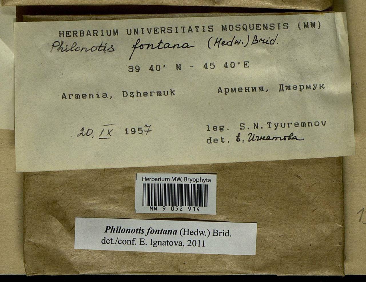 Philonotis fontana (Hedw.) Brid., Bryophytes, Bryophytes - Transcaucasia (B13) (Armenia)