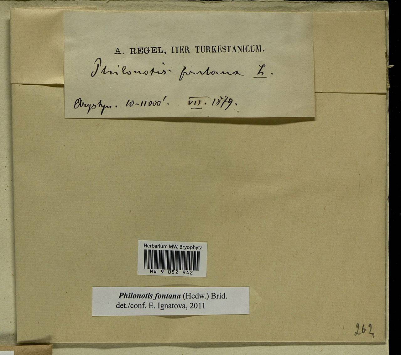 Philonotis fontana (Hedw.) Brid., Bryophytes, Bryophytes - Asia (outside ex-Soviet states) (BAs) (China)