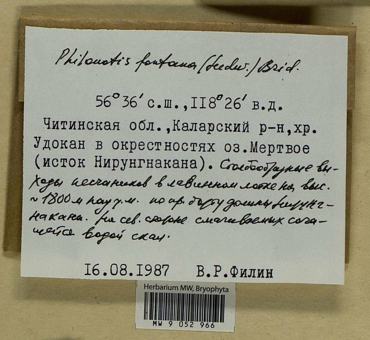 Philonotis fontana (Hedw.) Brid., Bryophytes, Bryophytes - Baikal & Transbaikal regions (B18) (Russia)