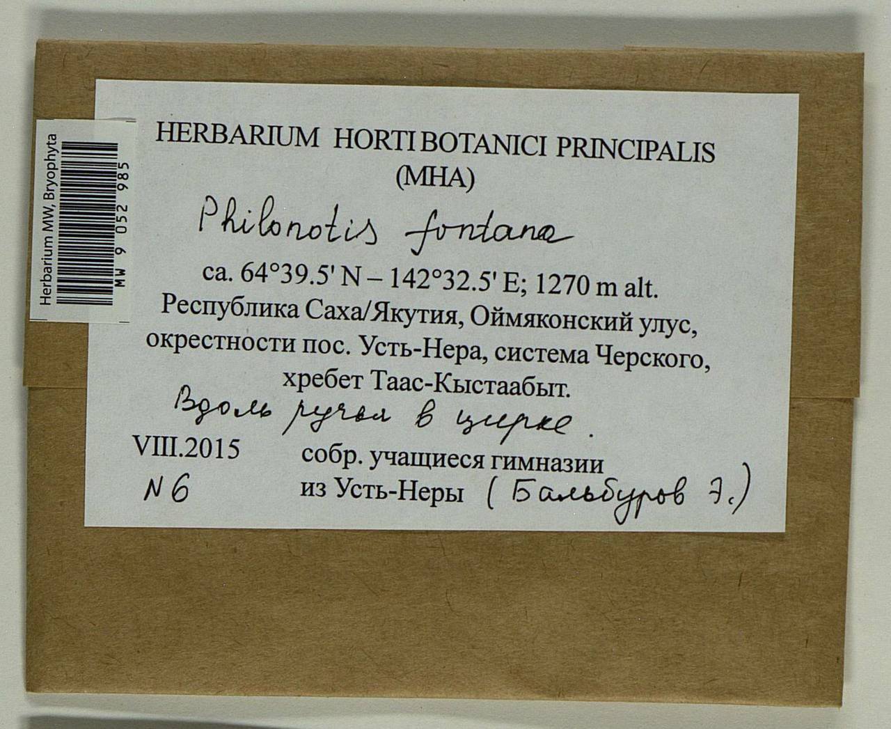 Philonotis fontana (Hedw.) Brid., Bryophytes, Bryophytes - Yakutia (B19) (Russia)