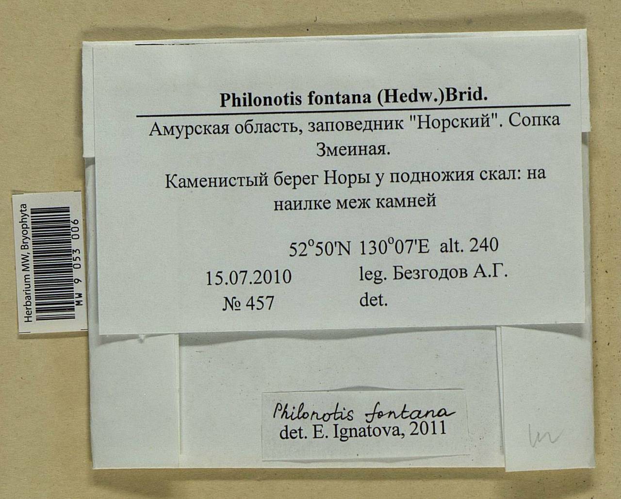 Philonotis fontana (Hedw.) Brid., Bryophytes, Bryophytes - Russian Far East (excl. Chukotka & Kamchatka) (B20) (Russia)