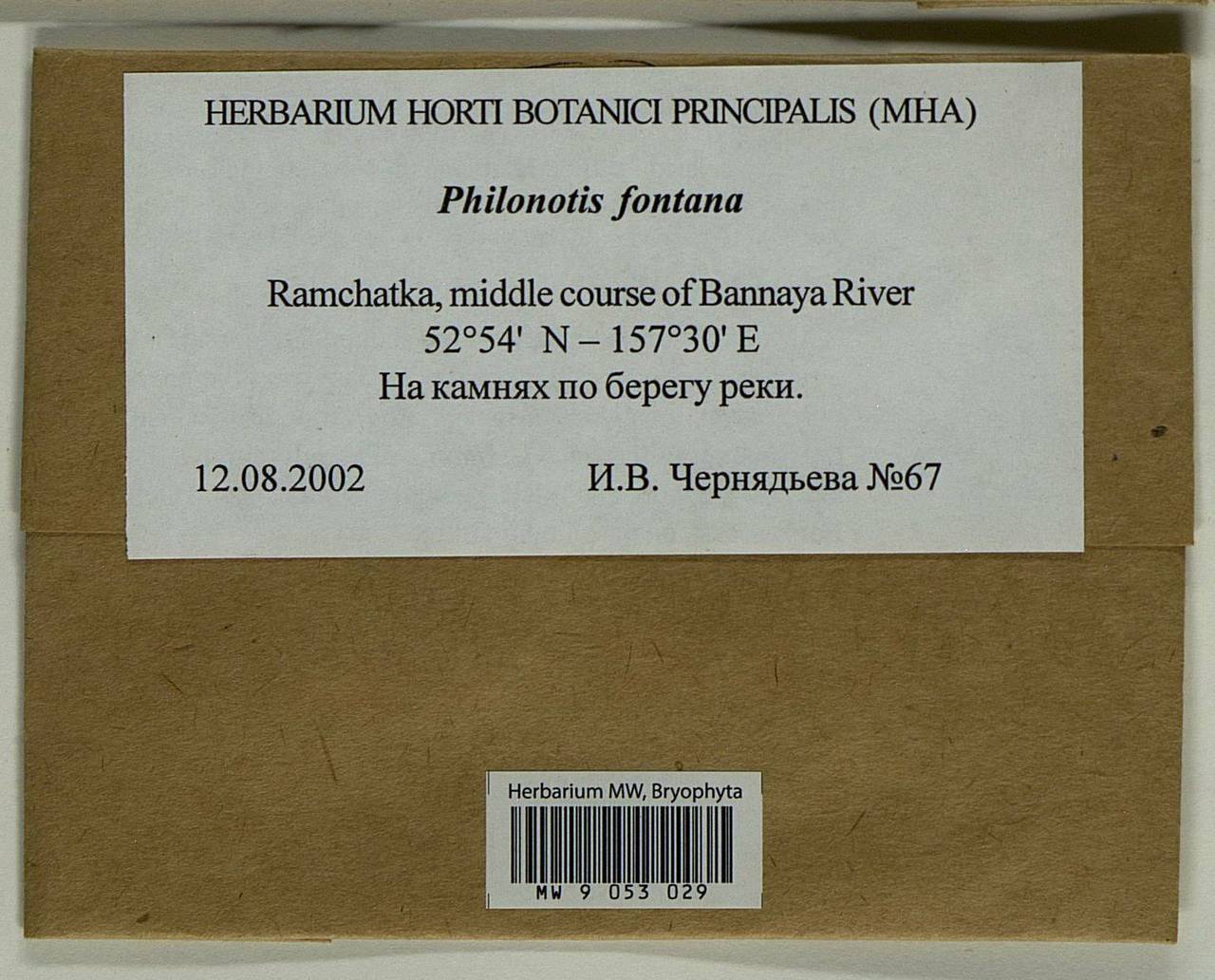 Philonotis fontana (Hedw.) Brid., Bryophytes, Bryophytes - Chukotka & Kamchatka (B21) (Russia)