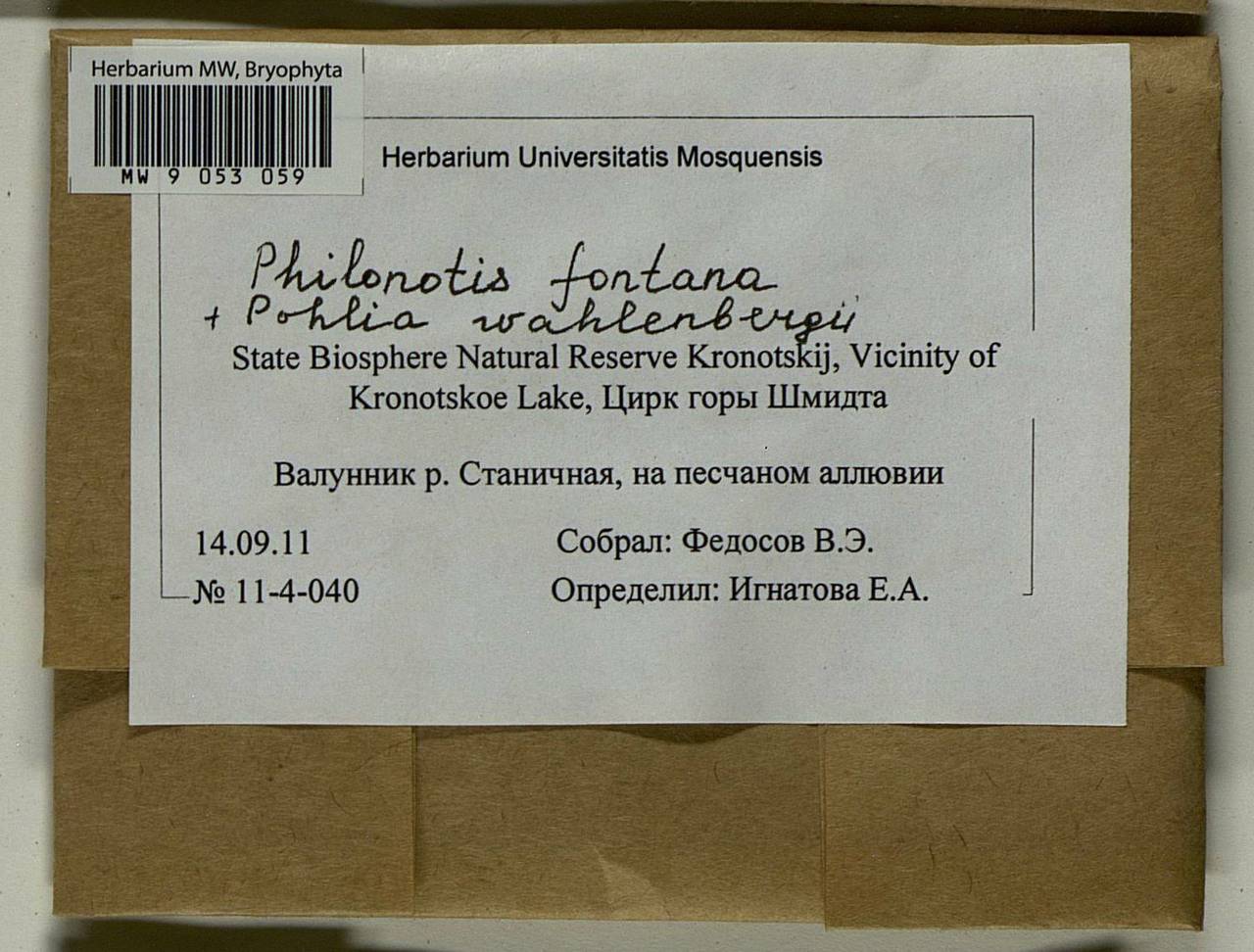 Philonotis fontana (Hedw.) Brid., Bryophytes, Bryophytes - Chukotka & Kamchatka (B21) (Russia)