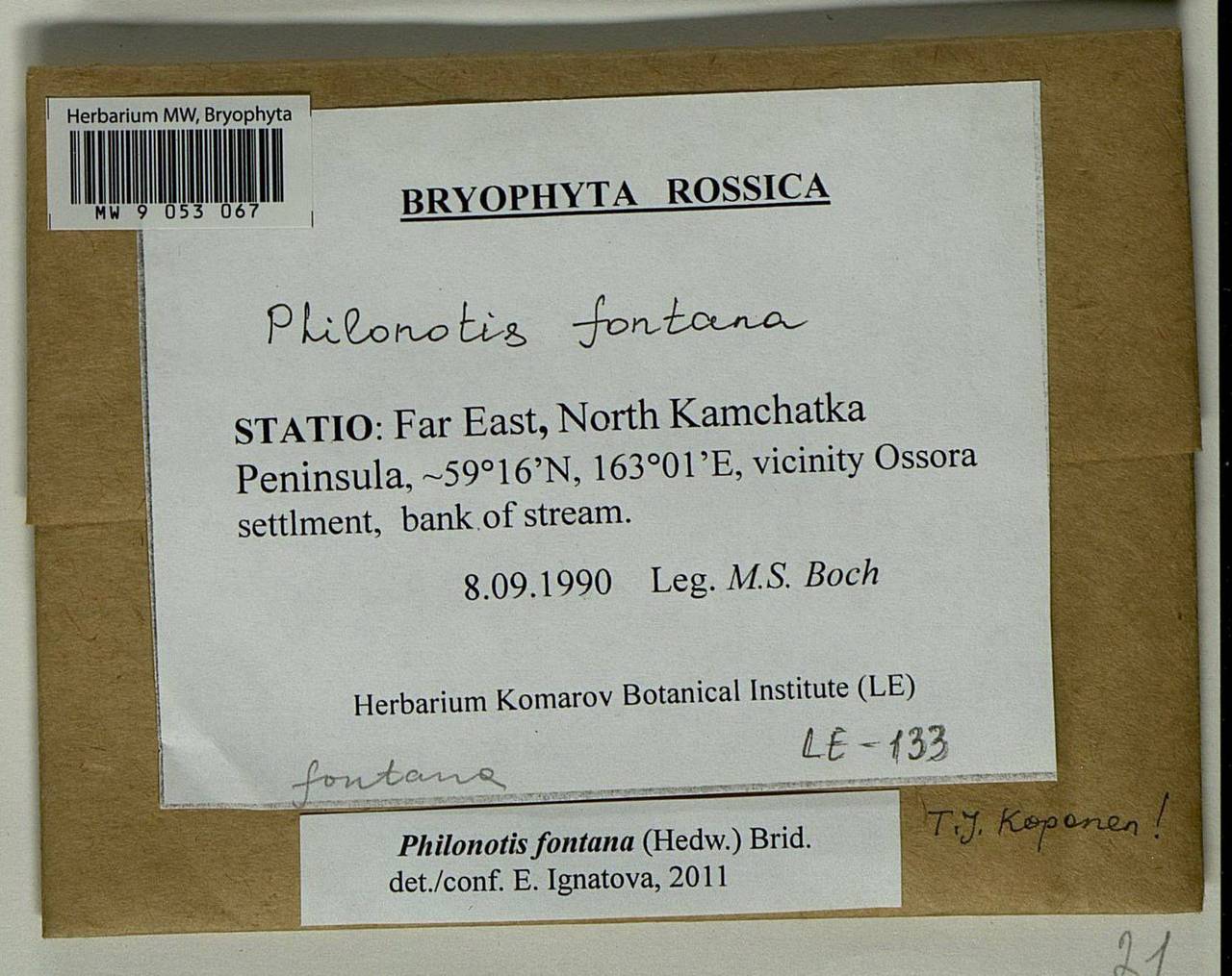 Philonotis fontana (Hedw.) Brid., Bryophytes, Bryophytes - Chukotka & Kamchatka (B21) (Russia)