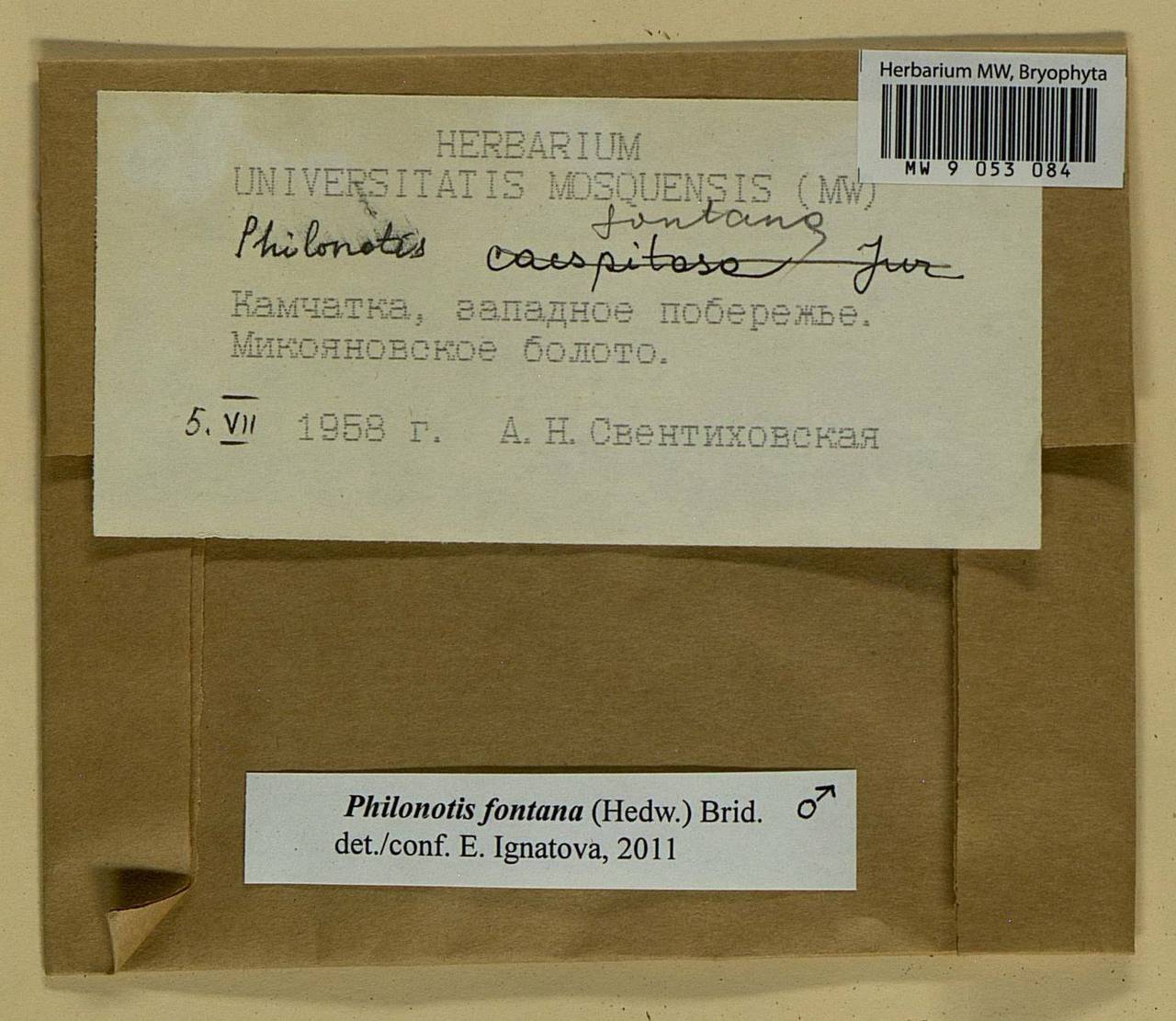 Philonotis fontana (Hedw.) Brid., Bryophytes, Bryophytes - Chukotka & Kamchatka (B21) (Russia)