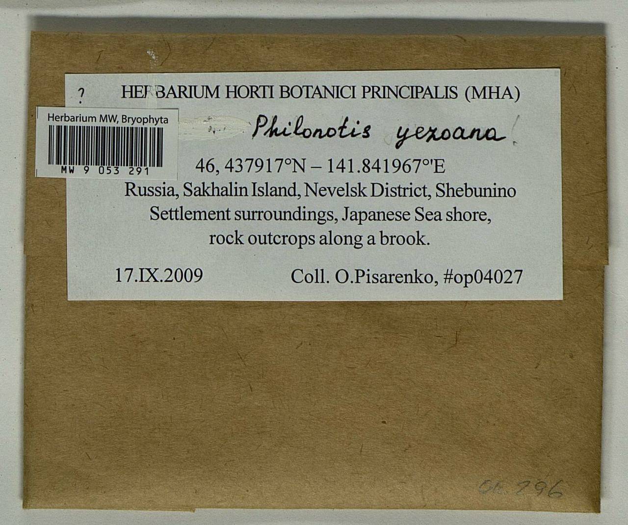 Philonotis yezoana Besch. & Cardot, Bryophytes, Bryophytes - Russian Far East (excl. Chukotka & Kamchatka) (B20) (Russia)