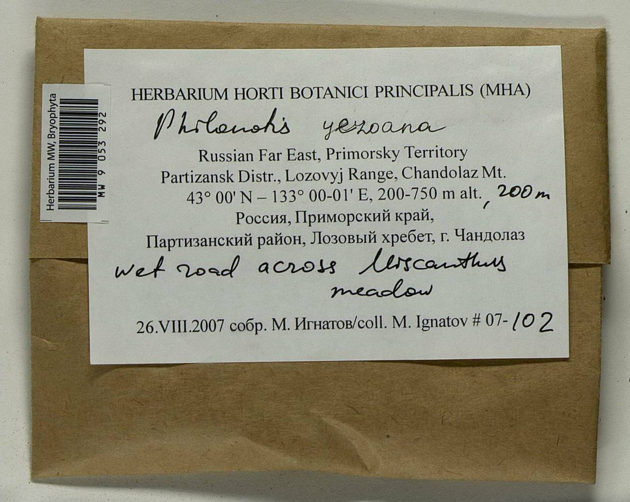 Philonotis yezoana Besch. & Cardot, Bryophytes, Bryophytes - Russian Far East (excl. Chukotka & Kamchatka) (B20) (Russia)