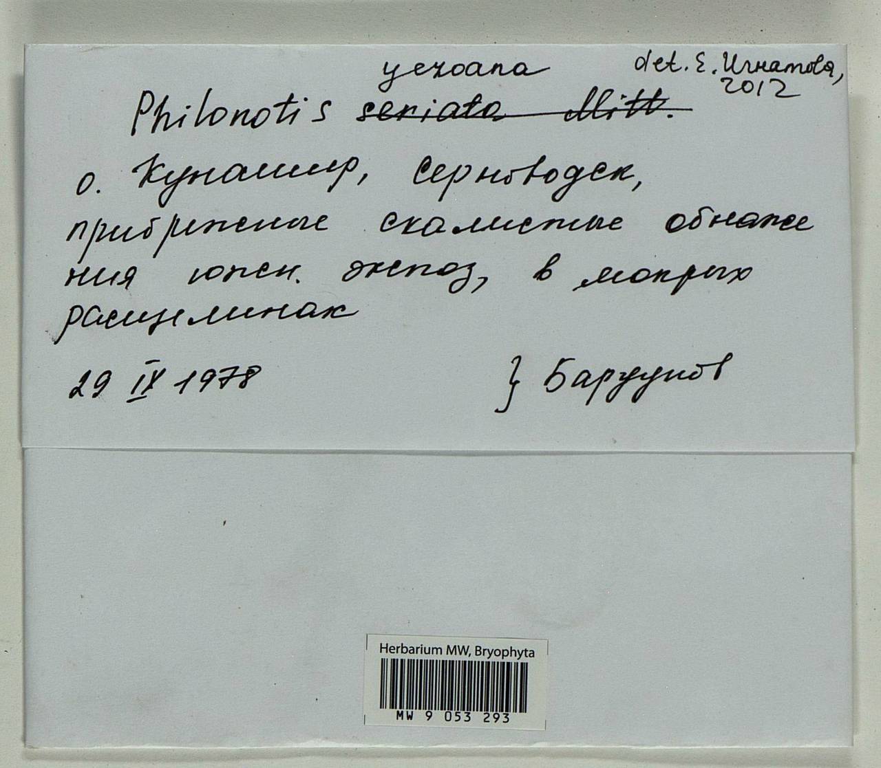 Philonotis yezoana Besch. & Cardot, Bryophytes, Bryophytes - Russian Far East (excl. Chukotka & Kamchatka) (B20) (Russia)