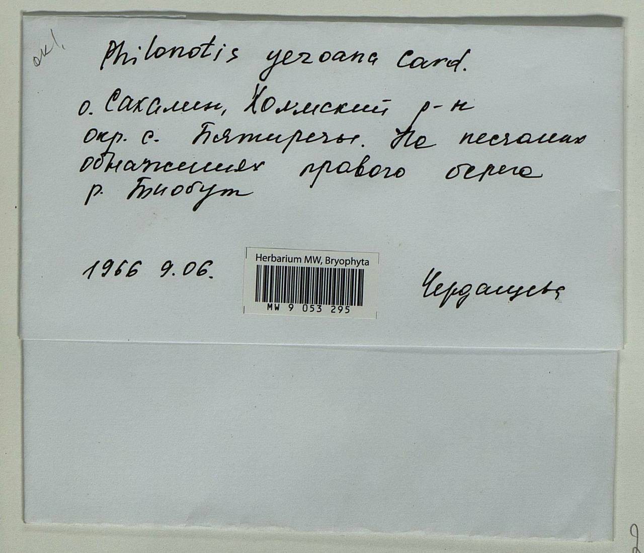 Philonotis yezoana Besch. & Cardot, Bryophytes, Bryophytes - Russian Far East (excl. Chukotka & Kamchatka) (B20) (Russia)