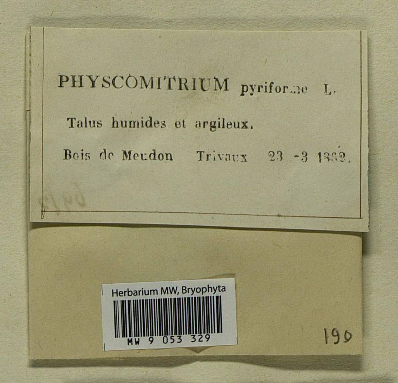 Physcomitrium pyriforme (Hedw.) Brid., Bryophytes, Bryophytes - Western Europe (BEu) (France)