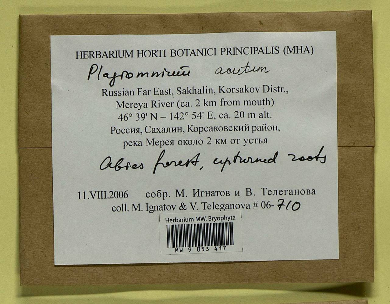 Plagiomnium acutum (Lindb.) T.J. Kop., Bryophytes, Bryophytes - Russian Far East (excl. Chukotka & Kamchatka) (B20) (Russia)