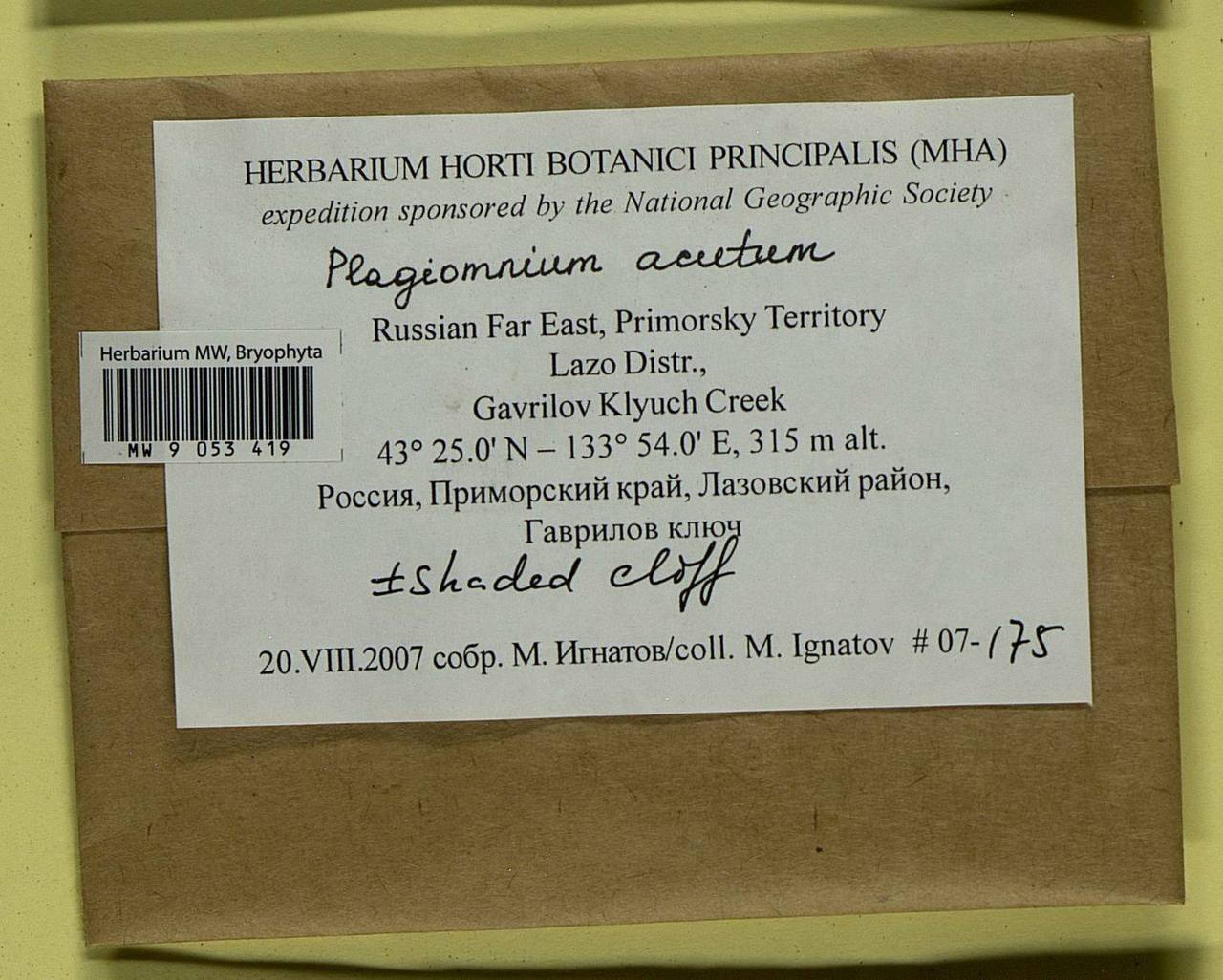 Plagiomnium acutum (Lindb.) T.J. Kop., Bryophytes, Bryophytes - Russian Far East (excl. Chukotka & Kamchatka) (B20) (Russia)