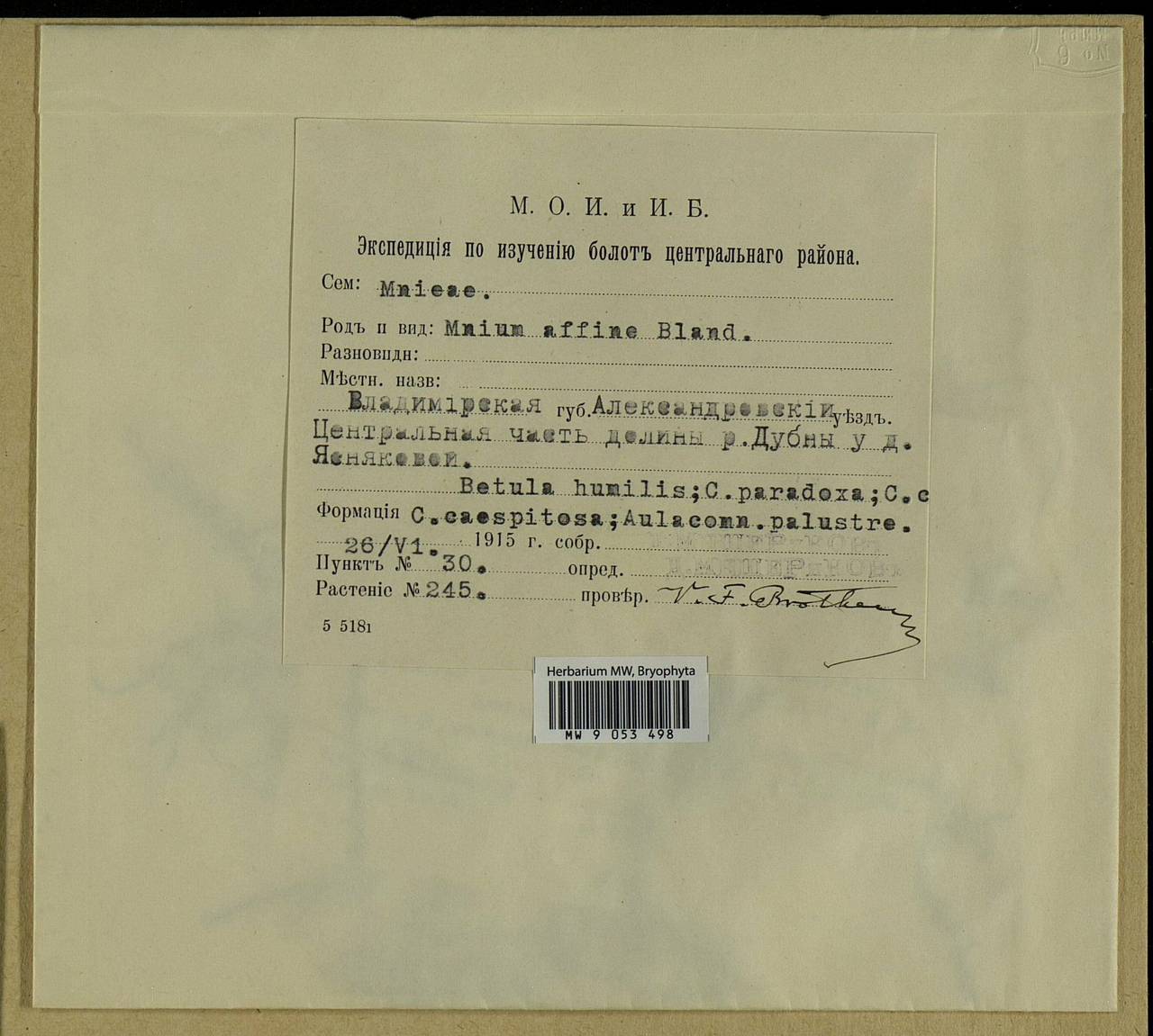 Plagiomnium affine (Blandow ex Funck) T.J. Kop., Bryophytes, Bryophytes - Moscow City & Moscow Oblast (B6a) (Russia)