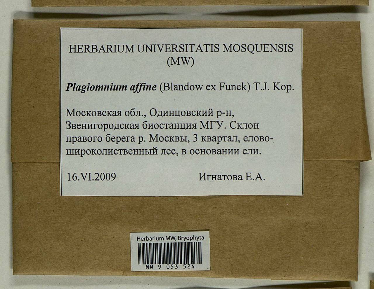 Plagiomnium affine (Blandow ex Funck) T.J. Kop., Bryophytes, Bryophytes - Moscow City & Moscow Oblast (B6a) (Russia)