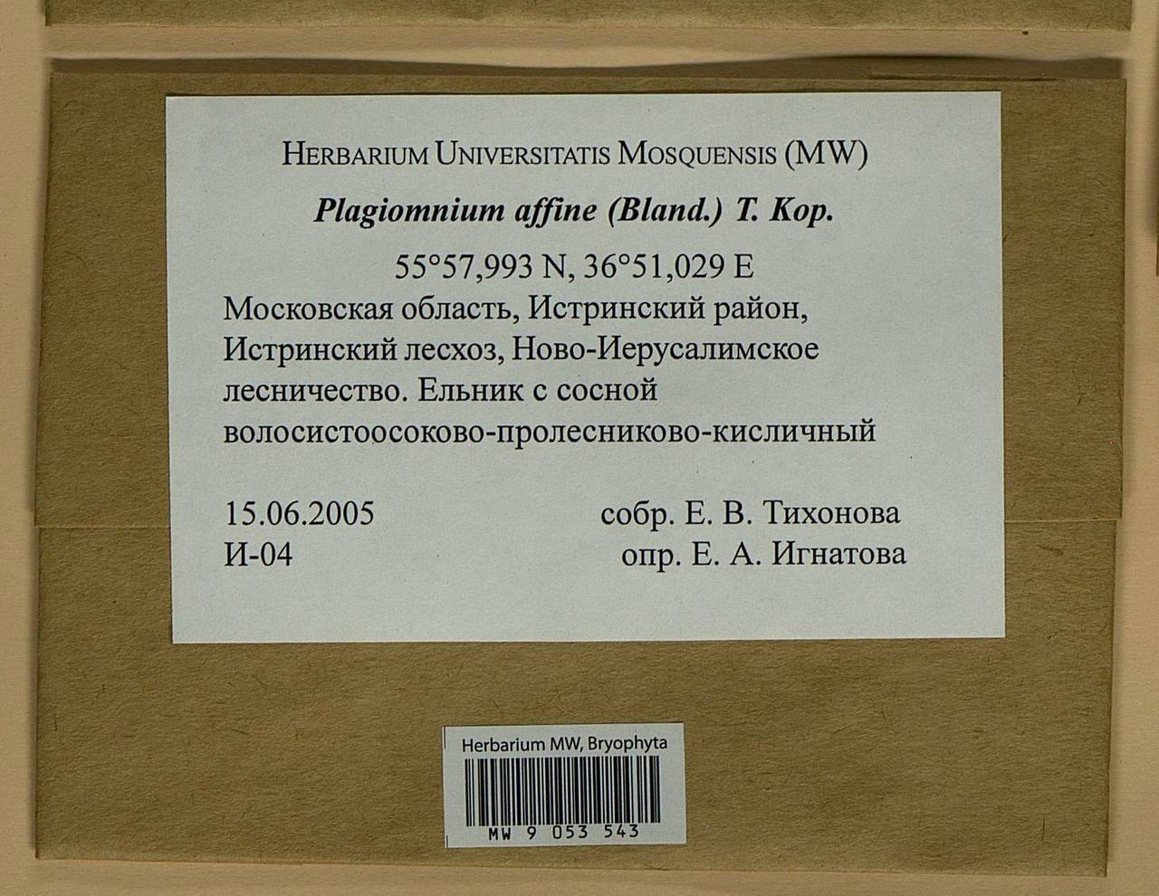 Plagiomnium affine (Blandow ex Funck) T.J. Kop., Bryophytes, Bryophytes - Moscow City & Moscow Oblast (B6a) (Russia)