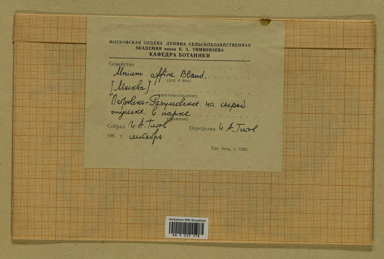 MW9053578, Plagiomnium affine, specimen Plagiomnium affine (Blandow ex Funck) T.J. Kop., Bryophytes, Bryophytes - Moscow City & Moscow Oblast (B6a) (Russia)