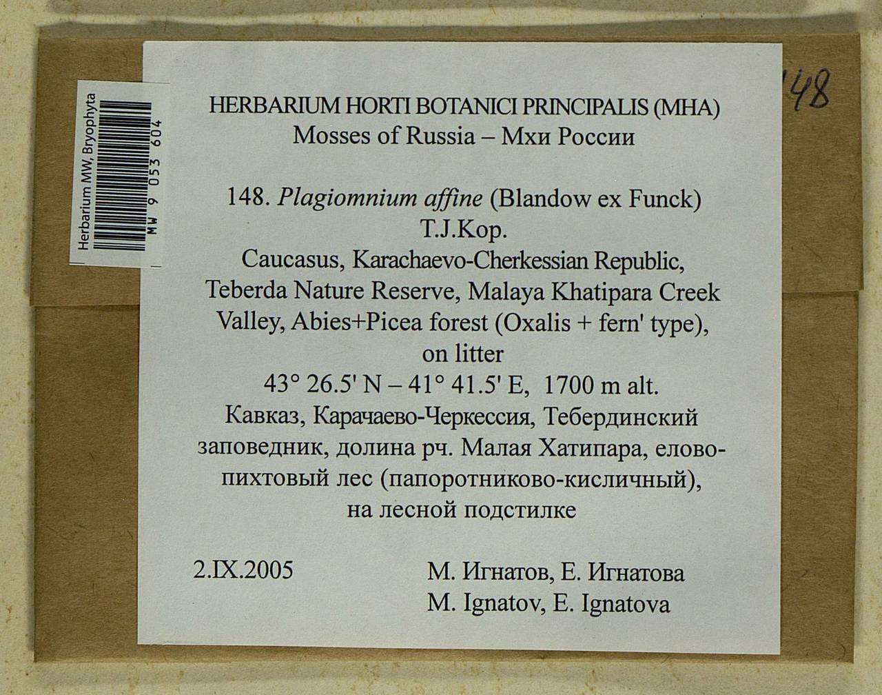 Plagiomnium affine (Blandow ex Funck) T.J. Kop., Bryophytes, Bryophytes - North Caucasus & Ciscaucasia (B12) (Russia)