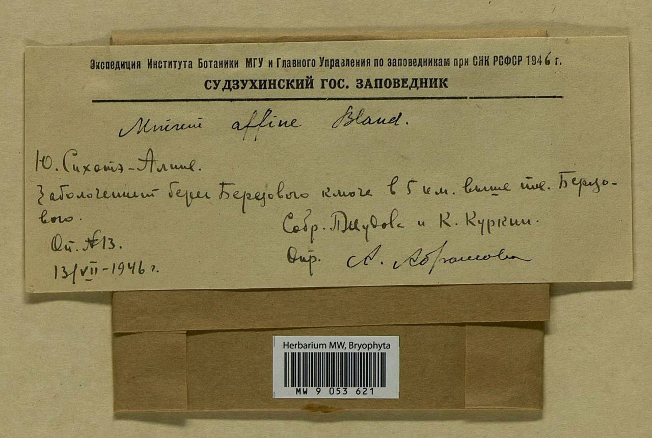 Plagiomnium affine (Blandow ex Funck) T.J. Kop., Bryophytes, Bryophytes - Russian Far East (excl. Chukotka & Kamchatka) (B20) (Russia)