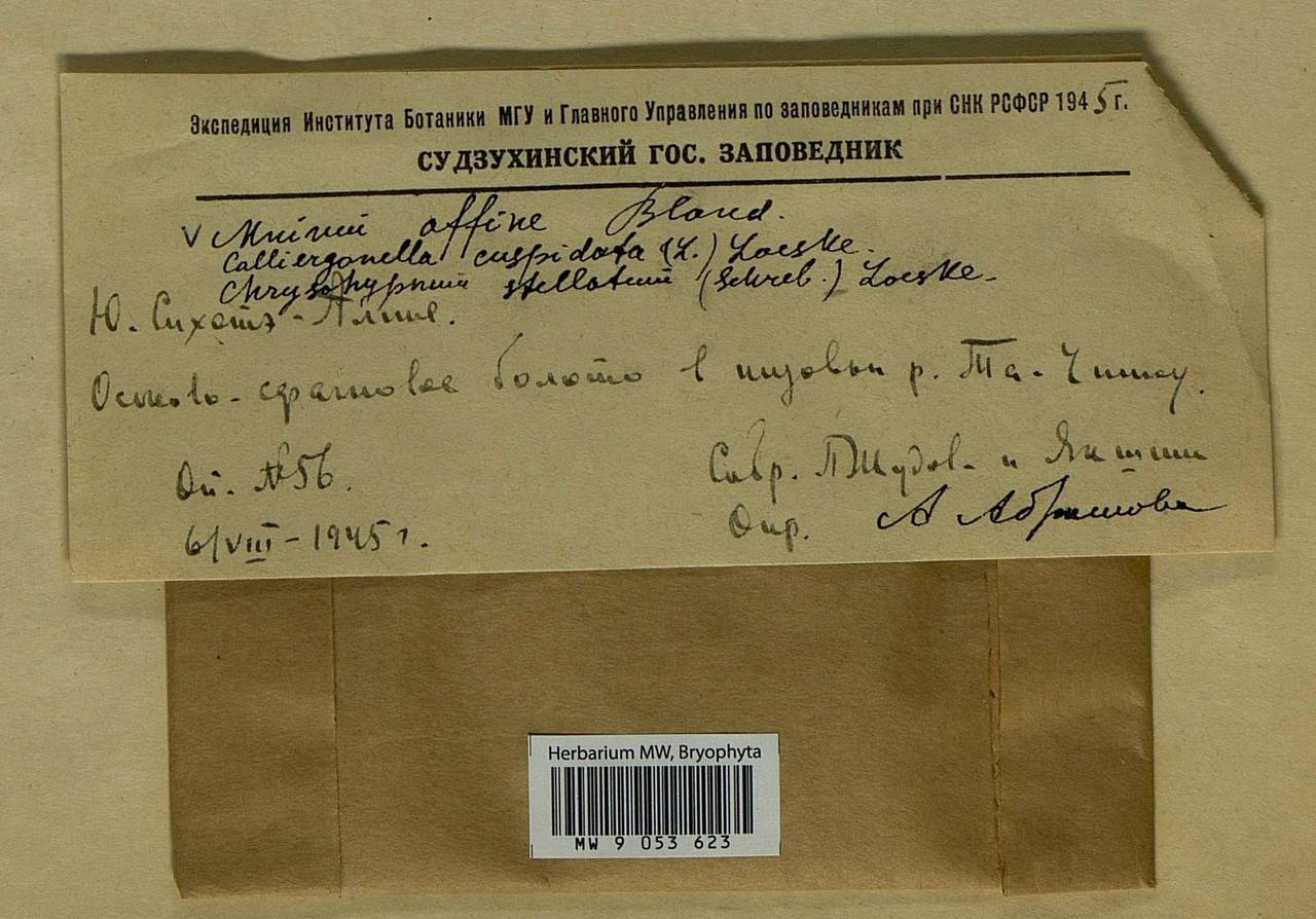 Plagiomnium affine (Blandow ex Funck) T.J. Kop., Bryophytes, Bryophytes - Russian Far East (excl. Chukotka & Kamchatka) (B20) (Russia)