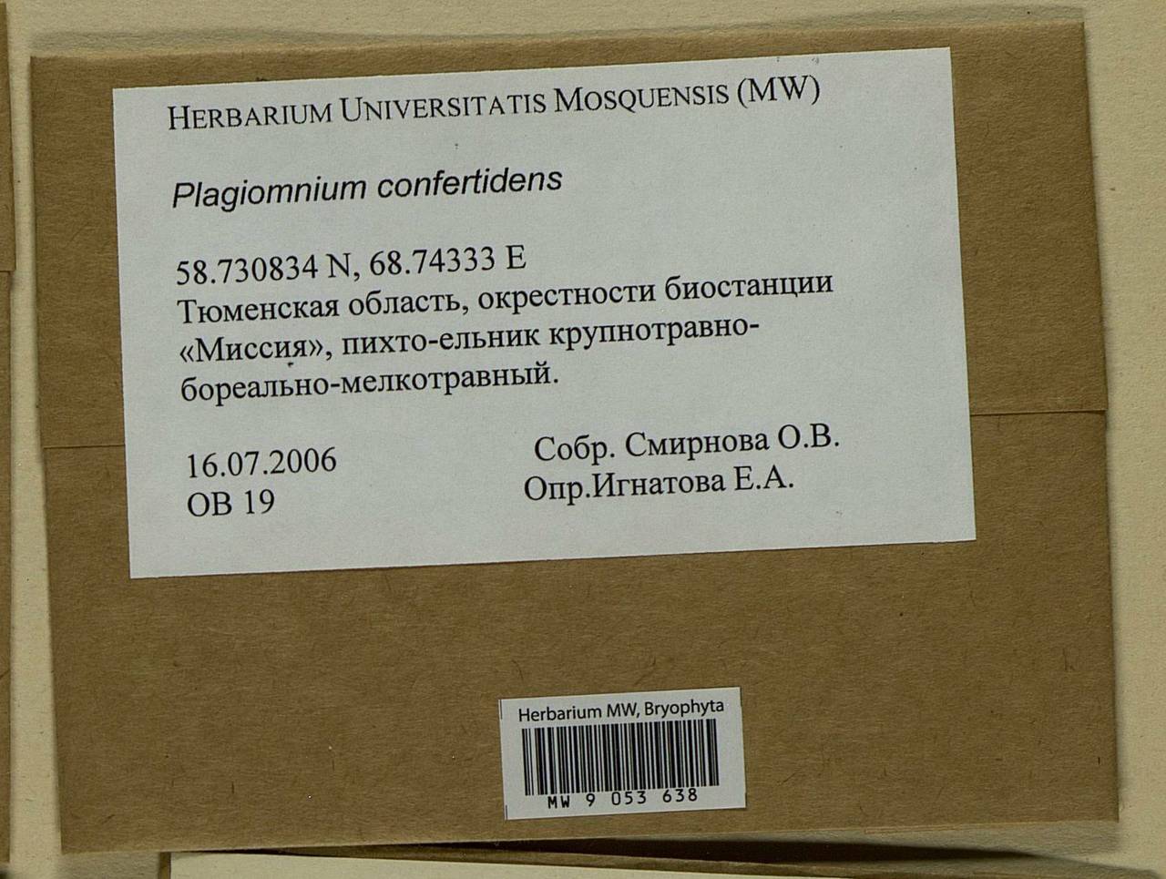 Plagiomnium confertidens (Lindb. & Arnell) T.J. Kop., Bryophytes, Bryophytes - Western Siberia (including Altai) (B15) (Russia)