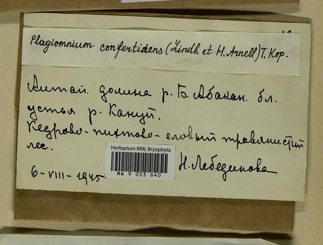 Plagiomnium confertidens (Lindb. & Arnell) T.J. Kop., Bryophytes, Bryophytes - Krasnoyarsk Krai, Tyva & Khakassia (B17) (Russia)