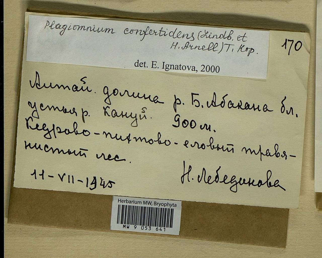 Plagiomnium confertidens (Lindb. & Arnell) T.J. Kop., Bryophytes, Bryophytes - Krasnoyarsk Krai, Tyva & Khakassia (B17) (Russia)