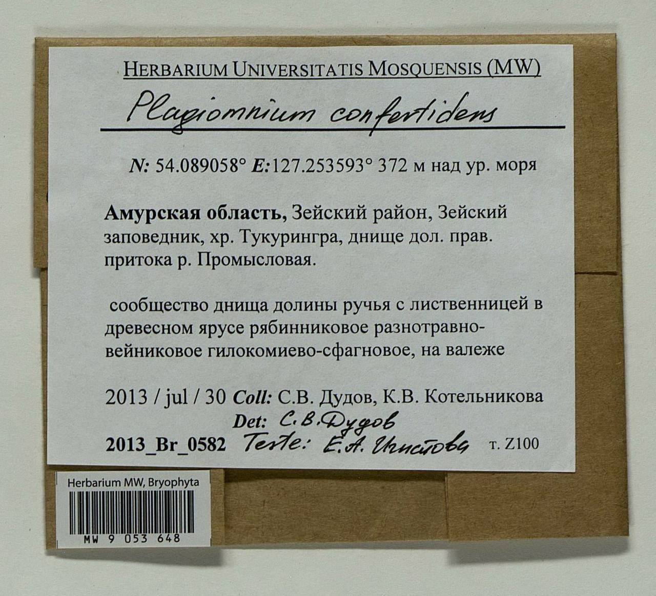 Plagiomnium confertidens (Lindb. & Arnell) T.J. Kop., Bryophytes, Bryophytes - Russian Far East (excl. Chukotka & Kamchatka) (B20) (Russia)