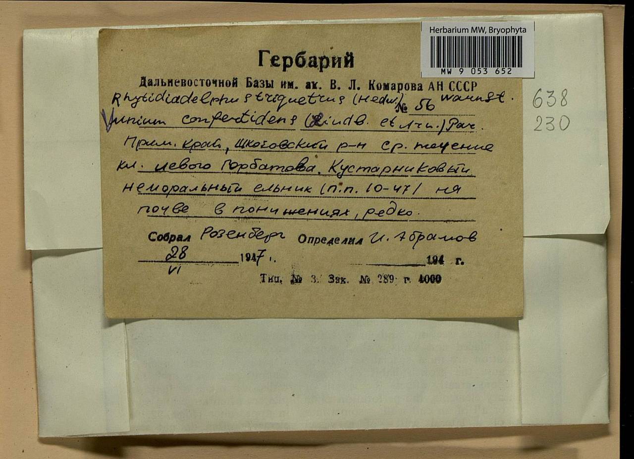 Plagiomnium confertidens (Lindb. & Arnell) T.J. Kop., Bryophytes, Bryophytes - Russian Far East (excl. Chukotka & Kamchatka) (B20) (Russia)