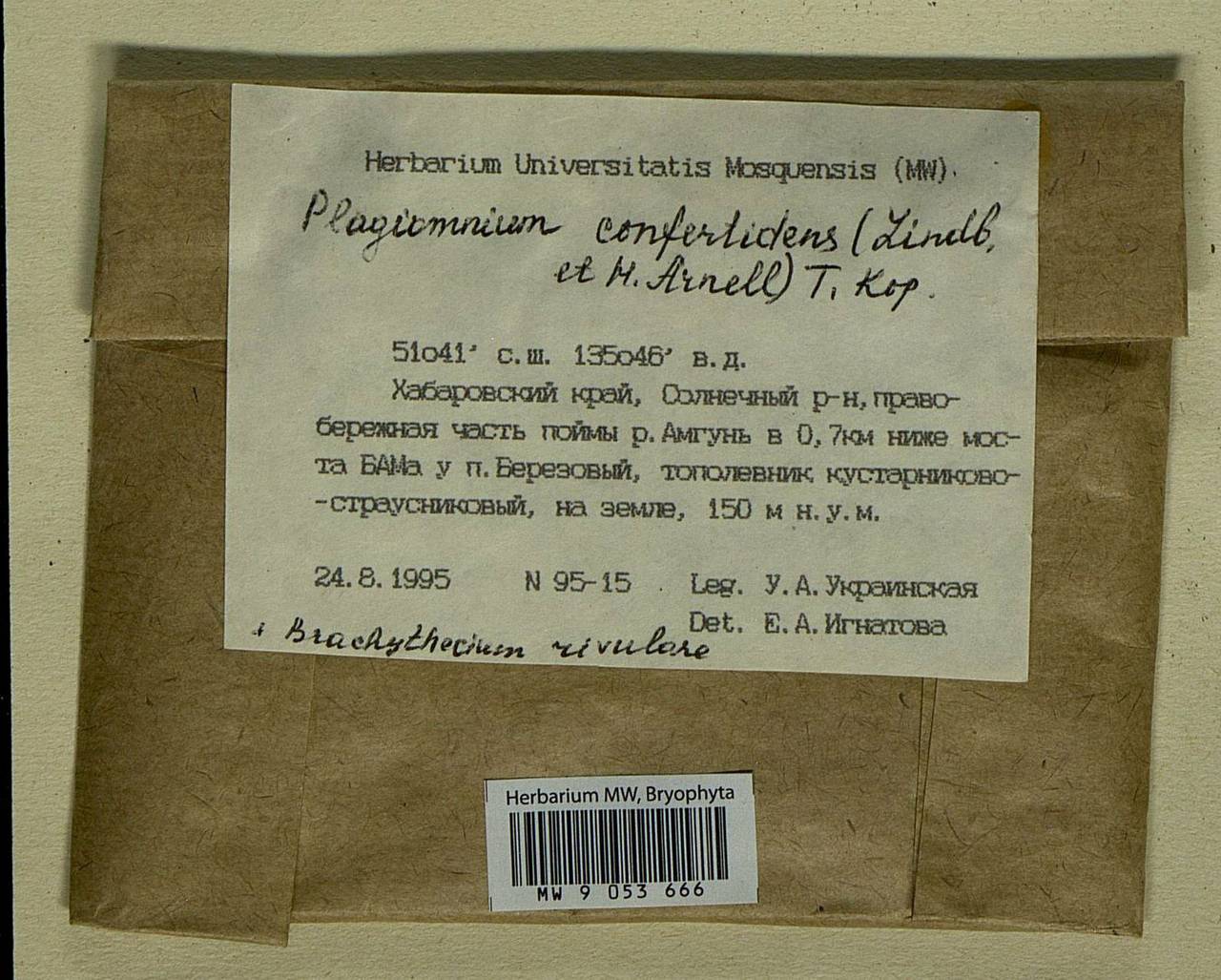 Plagiomnium confertidens (Lindb. & Arnell) T.J. Kop., Bryophytes, Bryophytes - Russian Far East (excl. Chukotka & Kamchatka) (B20) (Russia)