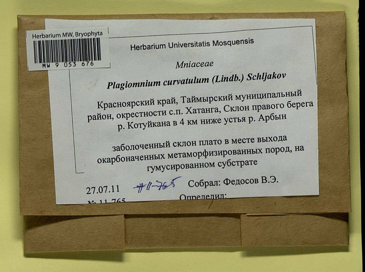 Plagiomnium curvatulum (Lindb.) Schljakov, Bryophytes, Bryophytes - Krasnoyarsk Krai, Tyva & Khakassia (B17) (Russia)