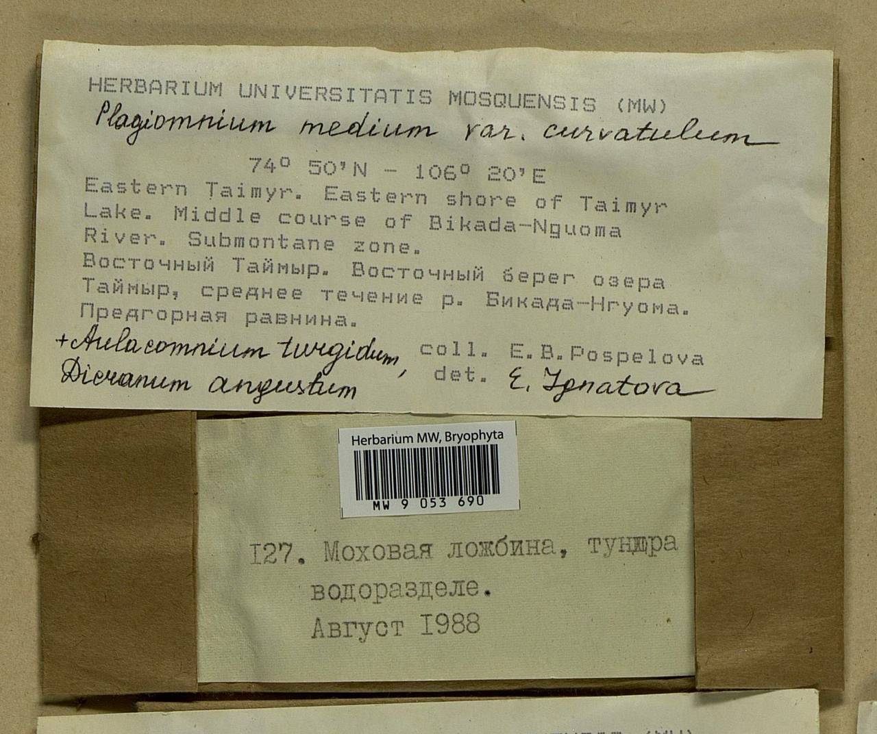 Plagiomnium curvatulum (Lindb.) Schljakov, Bryophytes, Bryophytes - Krasnoyarsk Krai, Tyva & Khakassia (B17) (Russia)