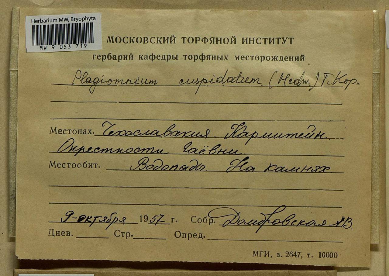 Plagiomnium cuspidatum (Hedw.) T.J. Kop., Bryophytes, Bryophytes - Western Europe (BEu) (Czech Republic)