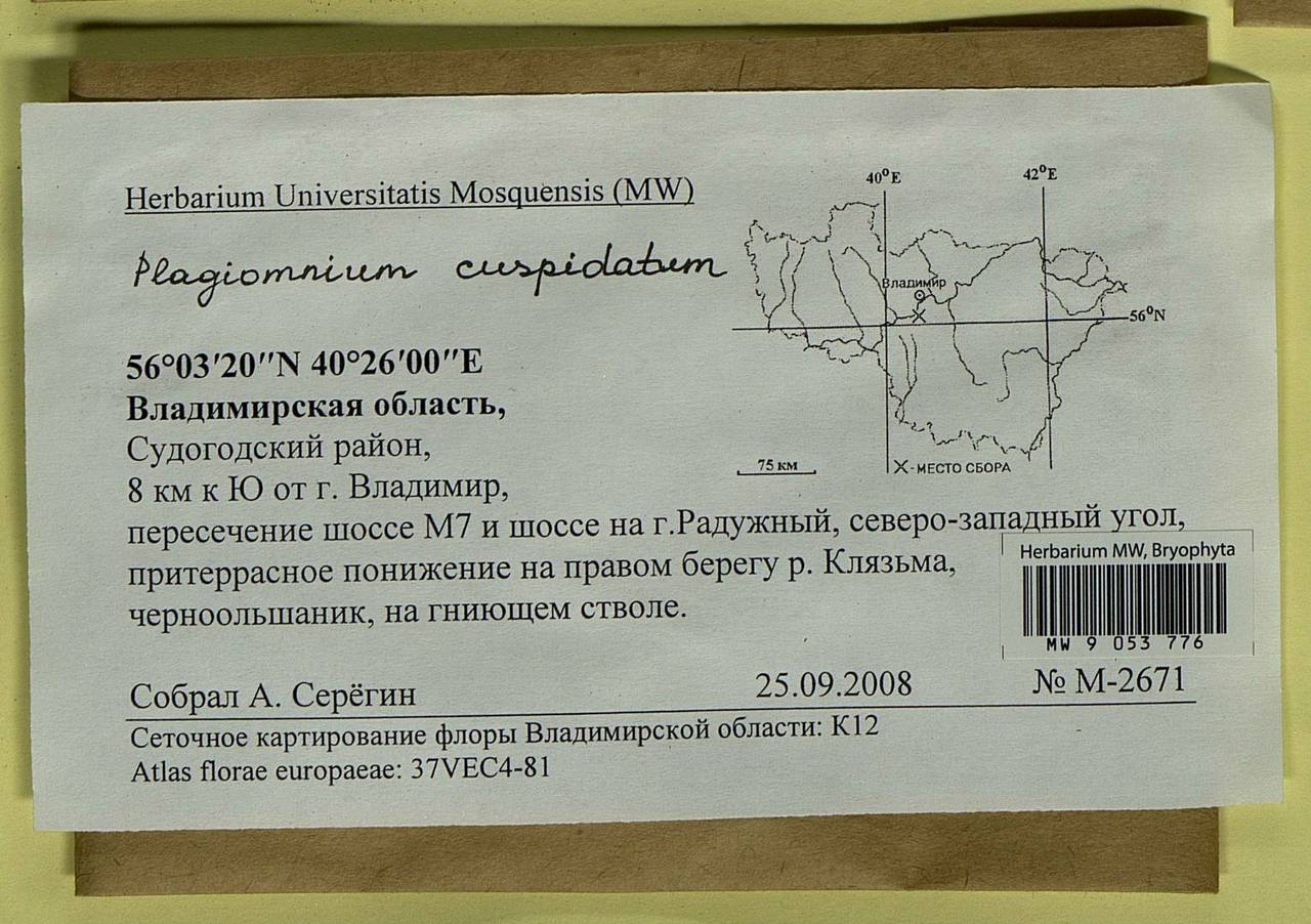 Plagiomnium cuspidatum (Hedw.) T.J. Kop., Bryophytes, Bryophytes - Middle Russia (B6) (Russia)