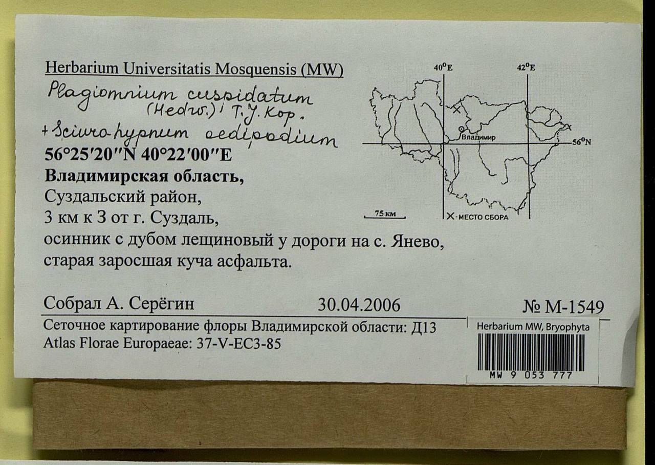 Plagiomnium cuspidatum (Hedw.) T.J. Kop., Bryophytes, Bryophytes - Middle Russia (B6) (Russia)