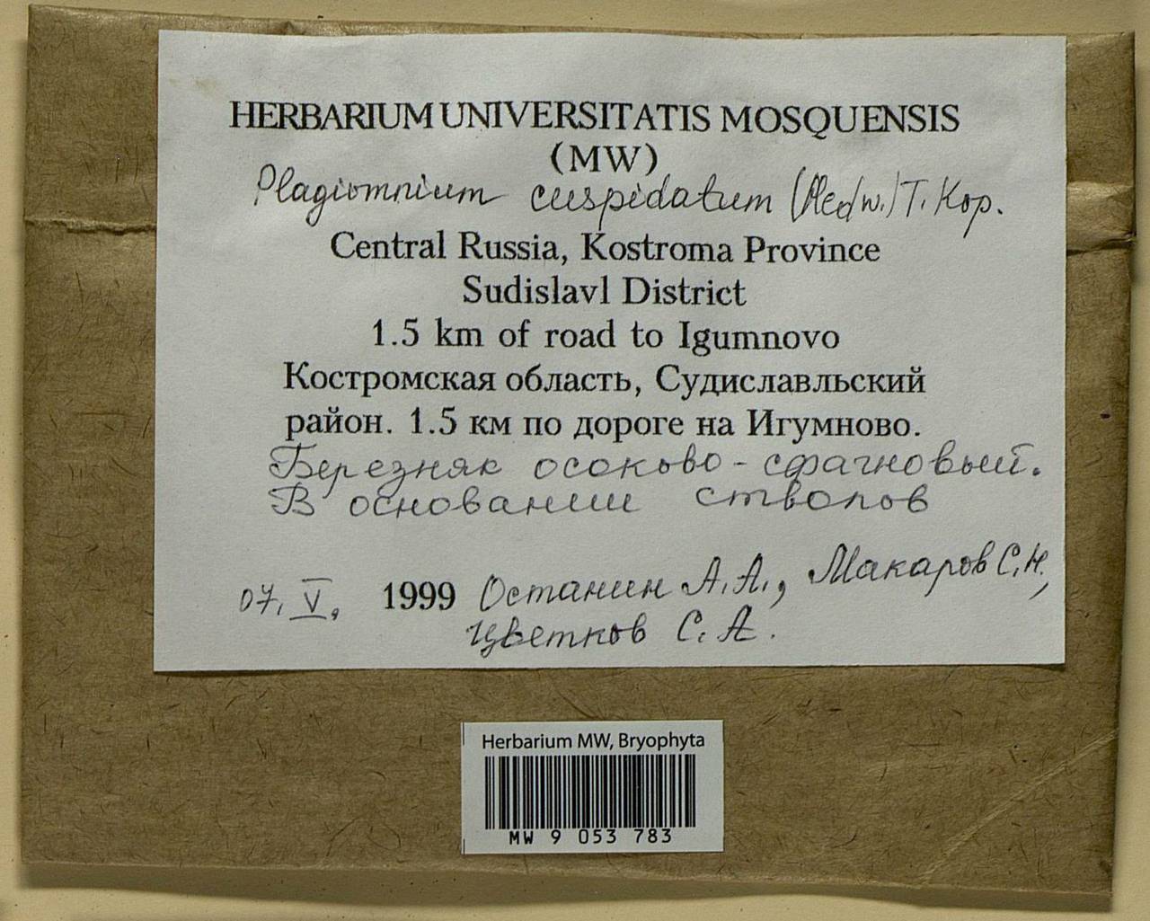 Plagiomnium cuspidatum (Hedw.) T.J. Kop., Bryophytes, Bryophytes - Middle Russia (B6) (Russia)