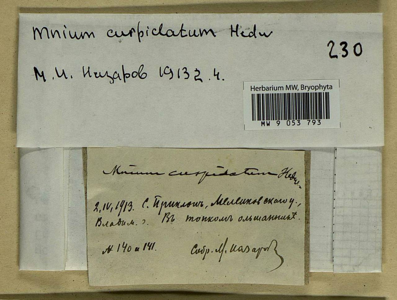 Plagiomnium cuspidatum (Hedw.) T.J. Kop., Bryophytes, Bryophytes - Middle Russia (B6) (Russia)