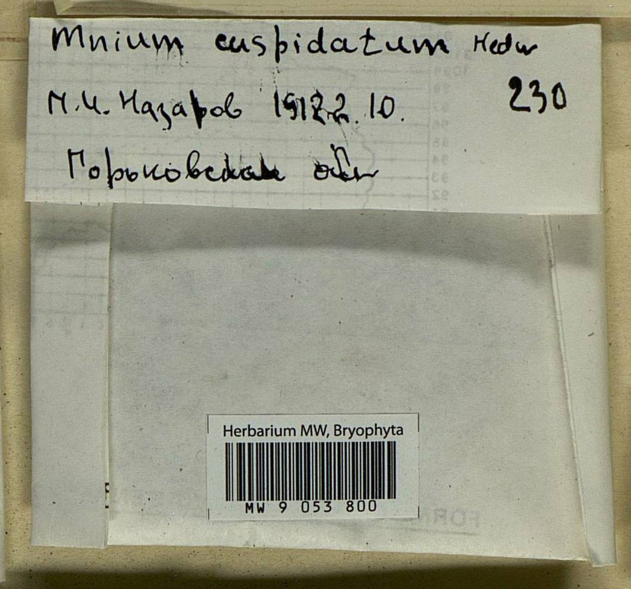 Plagiomnium cuspidatum (Hedw.) T.J. Kop., Bryophytes, Bryophytes - Middle Russia (B6) (Russia)