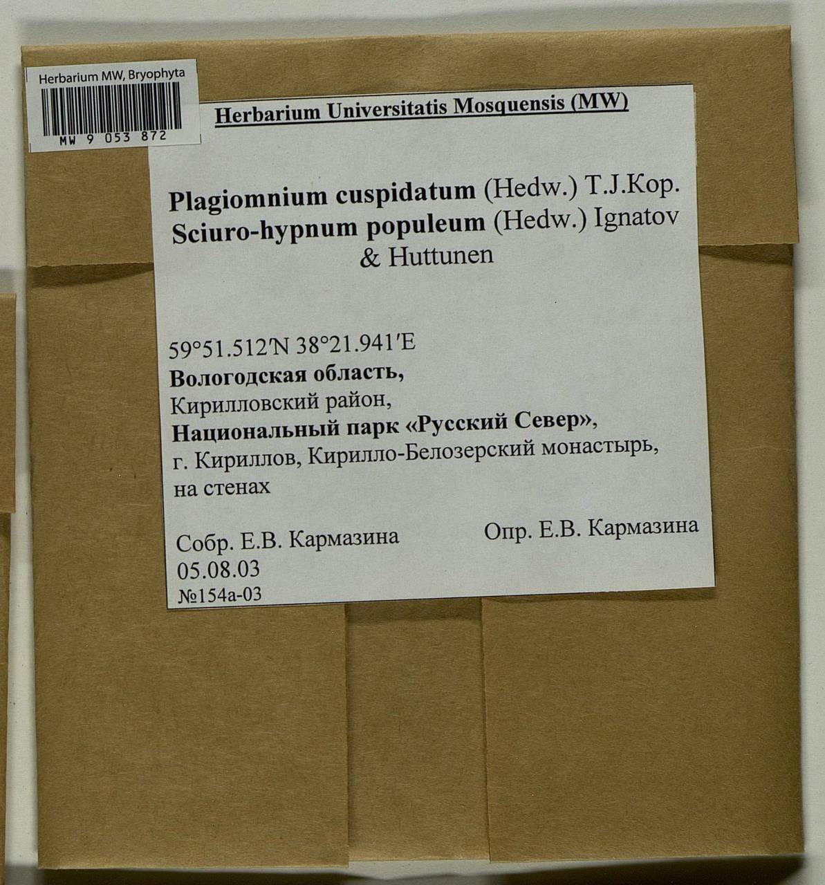 Plagiomnium cuspidatum (Hedw.) T.J. Kop., Bryophytes, Bryophytes - European North East (B7) (Russia)