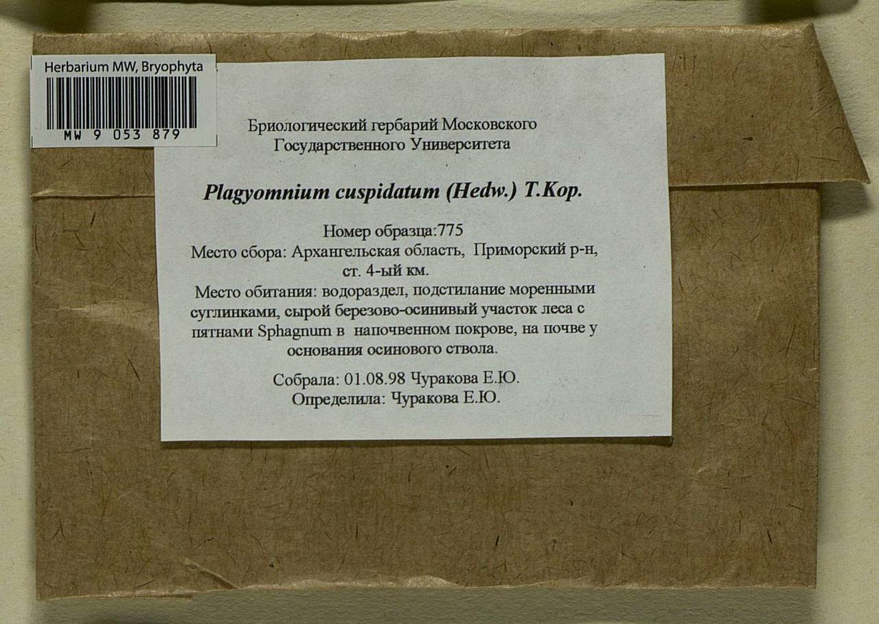 Plagiomnium cuspidatum (Hedw.) T.J. Kop., Bryophytes, Bryophytes - European North East (B7) (Russia)