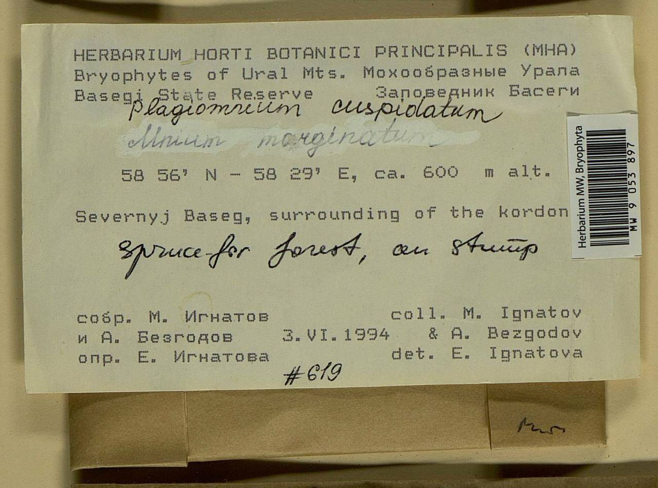 Plagiomnium cuspidatum (Hedw.) T.J. Kop., Bryophytes, Bryophytes - Permsky Krai, Udmurt Republic, Sverdlovsk & Kirov Oblasts (B8) (Russia)