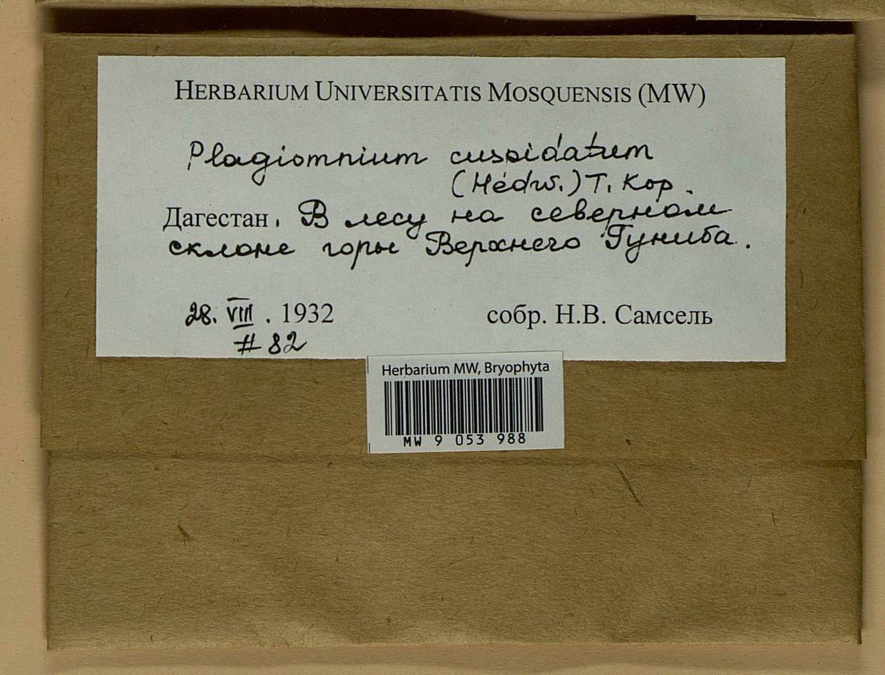 Plagiomnium cuspidatum (Hedw.) T.J. Kop., Bryophytes, Bryophytes - North Caucasus & Ciscaucasia (B12) (Russia)