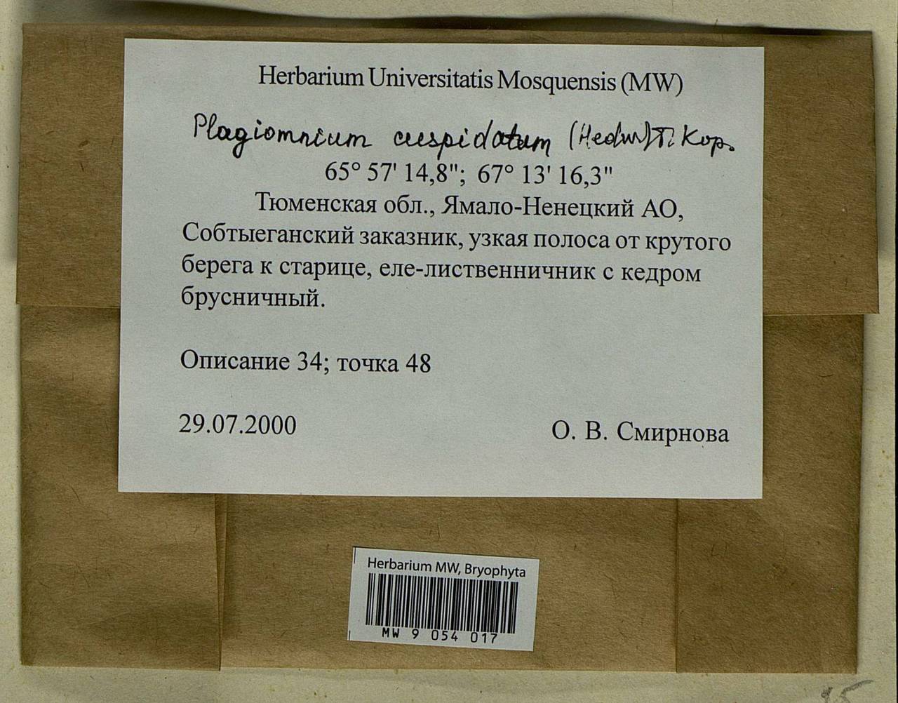 Plagiomnium cuspidatum (Hedw.) T.J. Kop., Bryophytes, Bryophytes - Western Siberia (including Altai) (B15) (Russia)