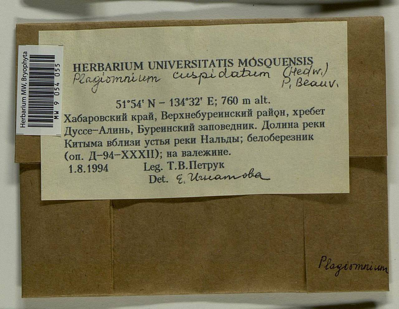 Plagiomnium cuspidatum (Hedw.) T.J. Kop., Bryophytes, Bryophytes - Russian Far East (excl. Chukotka & Kamchatka) (B20) (Russia)