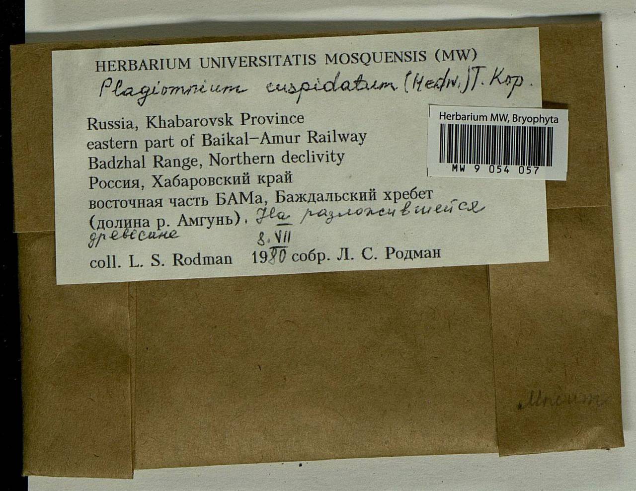 Plagiomnium cuspidatum (Hedw.) T.J. Kop., Bryophytes, Bryophytes - Russian Far East (excl. Chukotka & Kamchatka) (B20) (Russia)