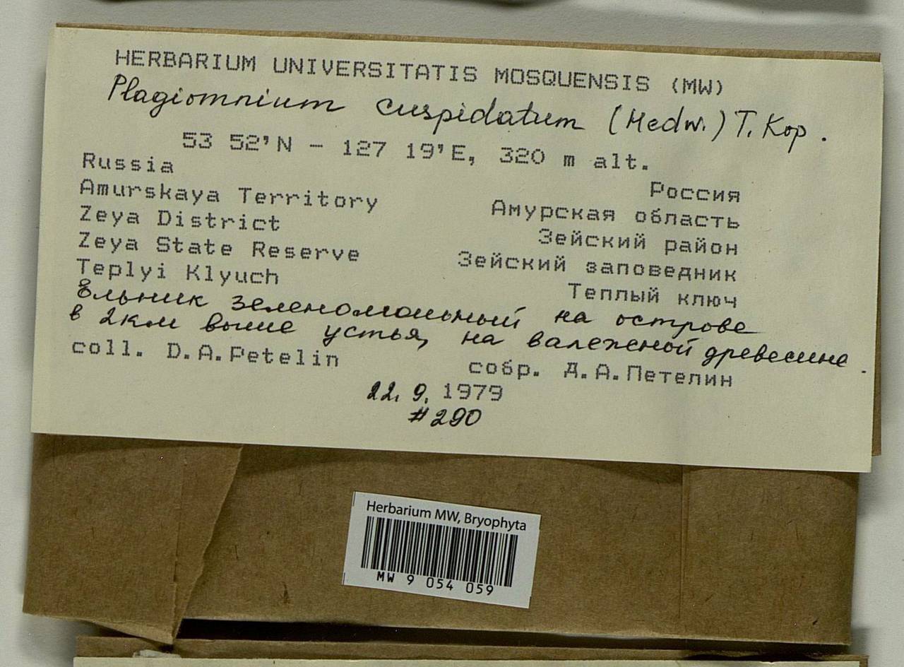 Plagiomnium cuspidatum (Hedw.) T.J. Kop., Bryophytes, Bryophytes - Russian Far East (excl. Chukotka & Kamchatka) (B20) (Russia)