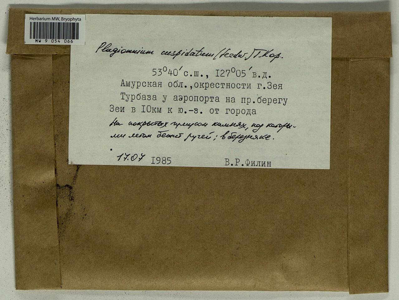 Plagiomnium cuspidatum (Hedw.) T.J. Kop., Bryophytes, Bryophytes - Russian Far East (excl. Chukotka & Kamchatka) (B20) (Russia)