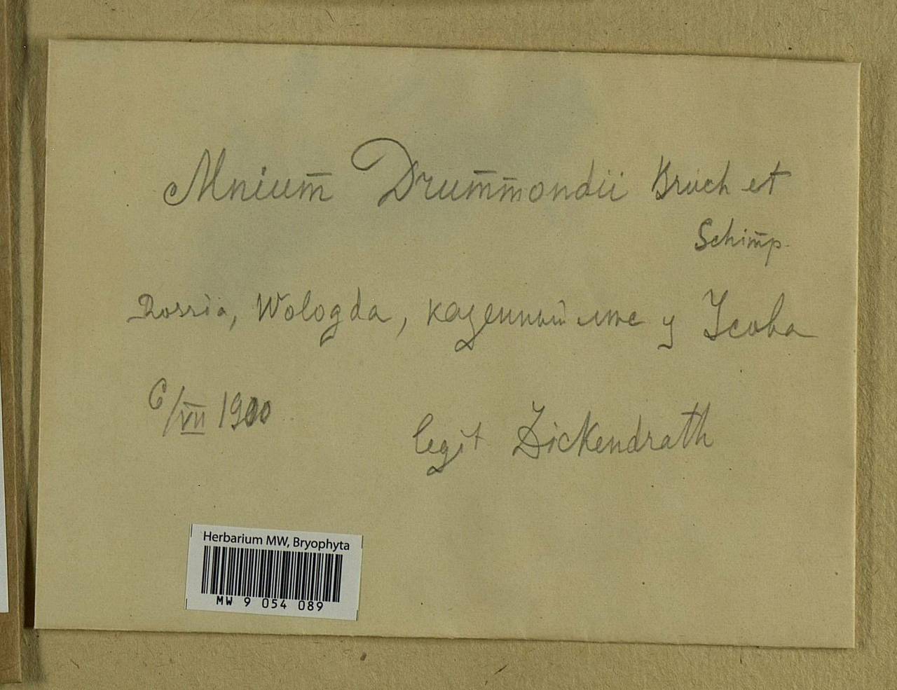 Plagiomnium drummondii (Bruch & Schimp.) T.J. Kop., Bryophytes, Bryophytes - European North East (B7) (Russia)