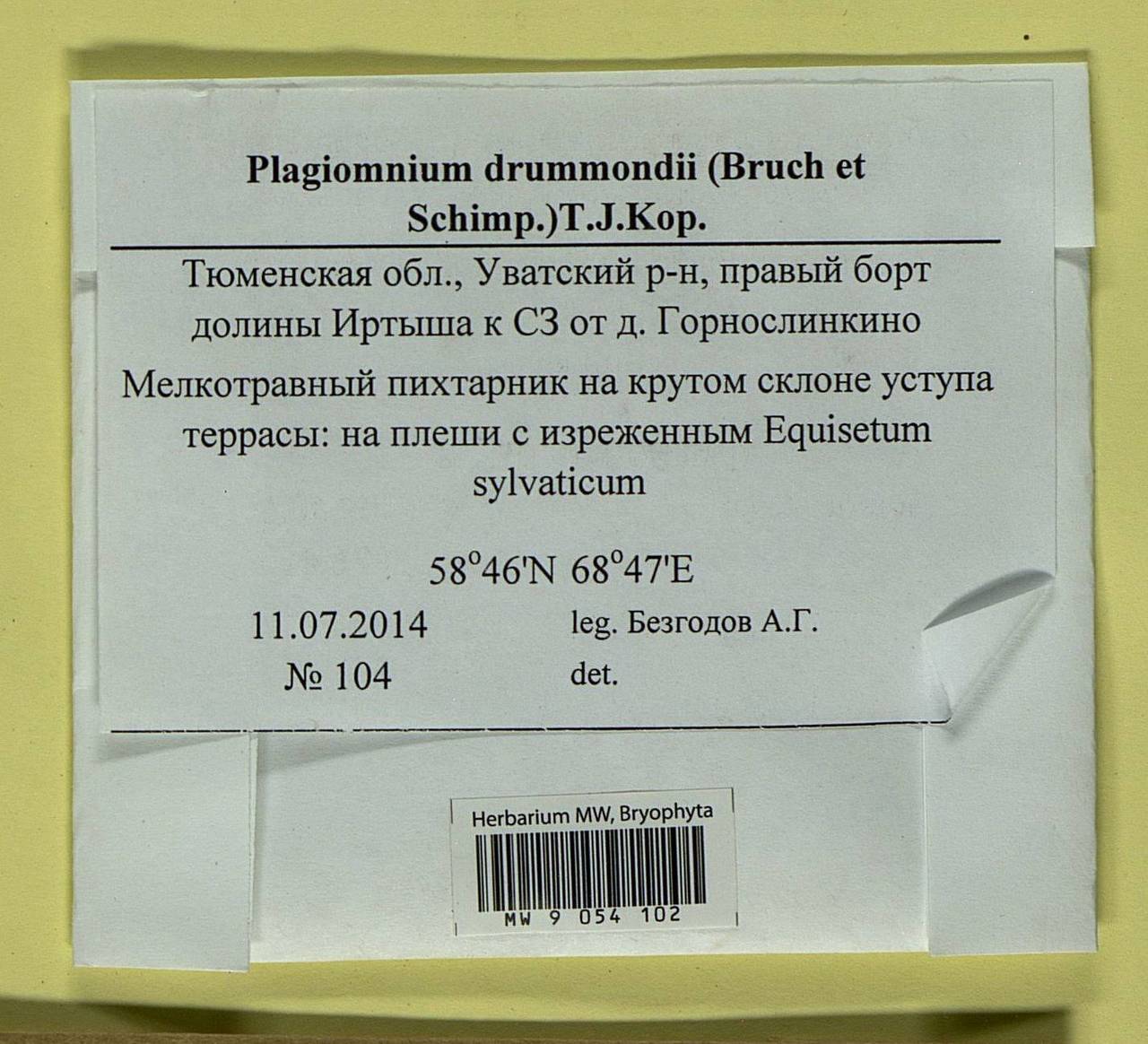 Plagiomnium drummondii (Bruch & Schimp.) T.J. Kop., Bryophytes, Bryophytes - Western Siberia (including Altai) (B15) (Russia)