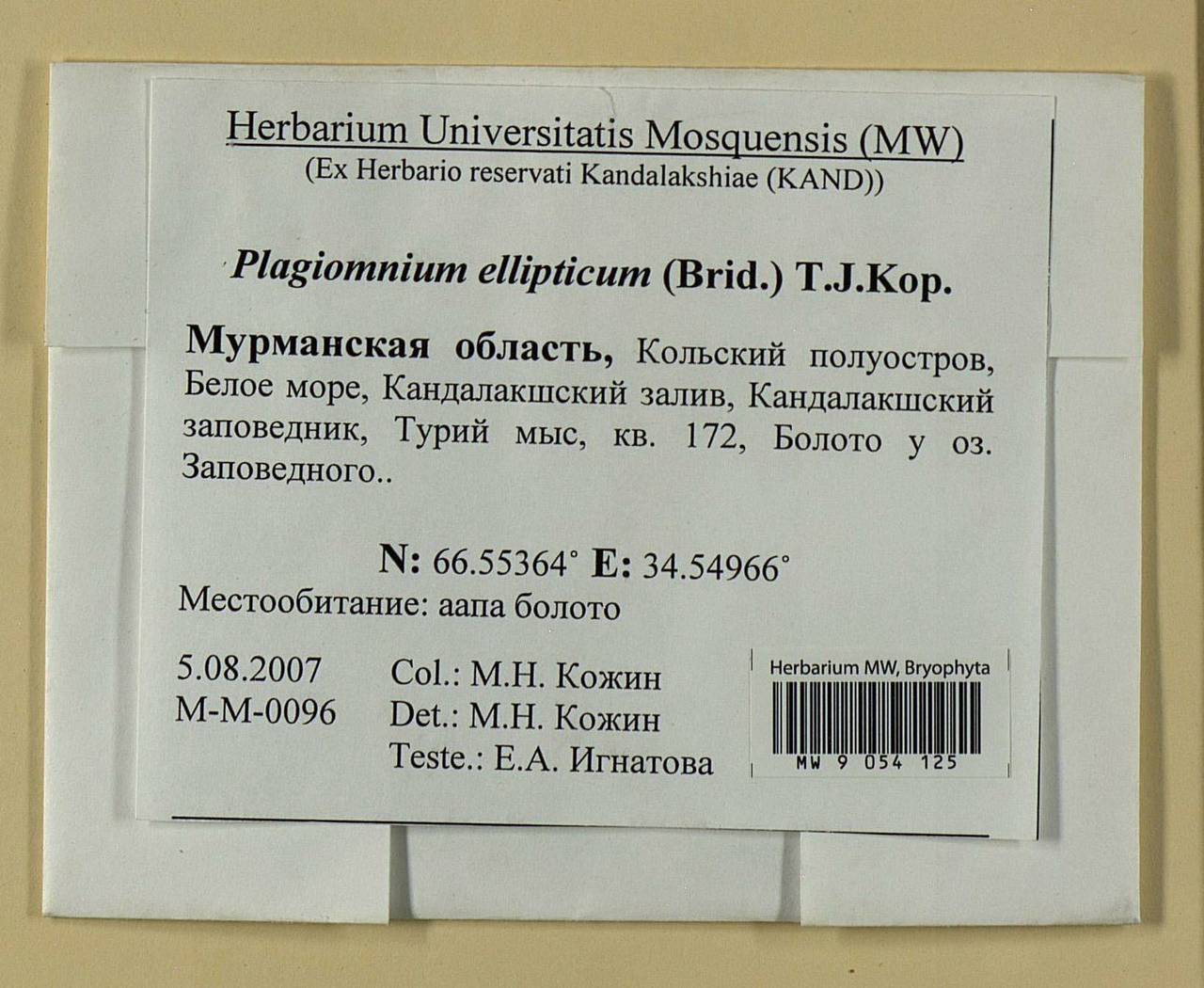 Plagiomnium elatum (Bruch & Schimp.) T.J. Kop., Bryophytes, Bryophytes - Karelia, Leningrad & Murmansk Oblasts (B4) (Russia)